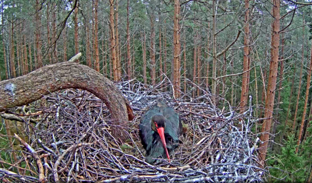 musttoonekurg-rajakaamera