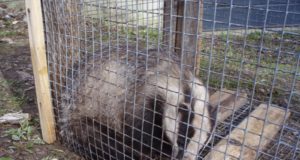 Jahimees osutas mägrale kolimisteenust