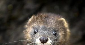 Pühapäeval tähistatakse loomaaias naaritsapäeva