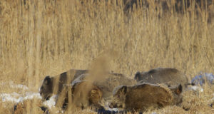 Lõppenud jahihooajal kütiti enim metssigu