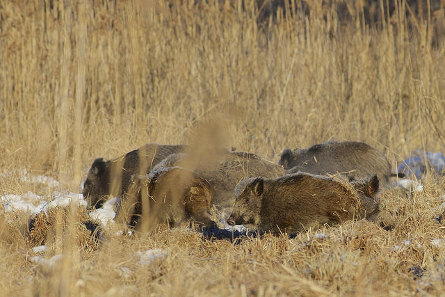 sead-ott-maasikas-flickr