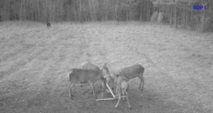 Tiheda konkurentsi tingimustes