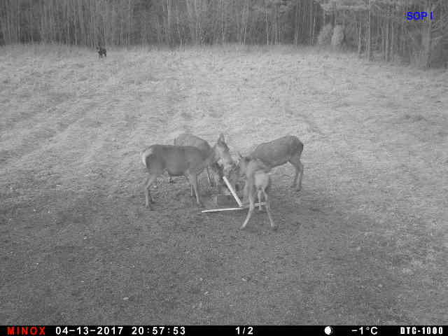siga jäi hiljaks hirved söövad-tiit mägi