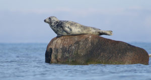 Algas hülgejahihooaeg, kuid miks on hallhüljes toidulaual haruldus?