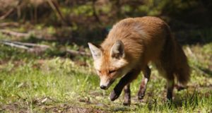 Eestis algab metsloomade marutaudivaktsiini külvamine