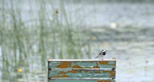 EJS-i eelinfo 15.05-21.05