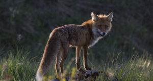 Rebane murdis linnamaja õues lemmiklooma