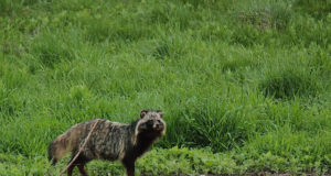 Mis saab siis, kui loomad tuppa tungivad?