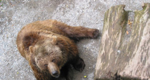 Karud on sattunud asulatesse liikvele