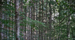 Erametsaliidu uus juht usub, et tulevikus koondab liit enamikku Eesti metsaomanikest