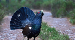 RMK panus tänavusse metsisemängu seiresse: 41 mängu ja 123 kukke