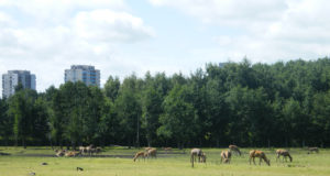 Loomaaed tähistab parkide päeva ekskursioonide ja skulptuuri avamisega