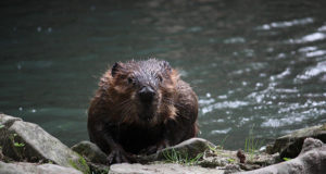 Kopra küttimine nõuab visadust ja targem on seda teha püünisraudadega