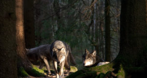 Üle kahe sajandi on Taanis taas hunte nähtud