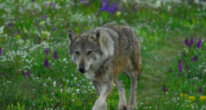 Huntidele meeldivad Hüpassaare lambad