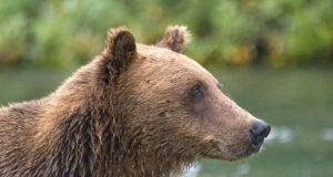 Autolt löögi saanud karu ei pruugi elama jääda