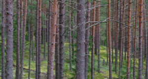 Riigikogu keskkonnakomisjoni esimees on metsaseaduse eelnõu rakendanud oma valimisvankri ette