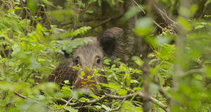 Muhu saar on hädas metssigadega