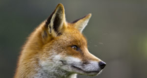 Lõppes kevadine metsloomade marutaudivastane vaktsineerimine