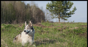 Laikad on Saaremaa jahimeeste head abimehed