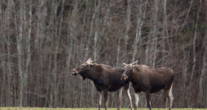 EJ 2/2017: Hirvlaste pabulahunnikute loendus