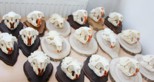 Homme avatakse Virumaa jahitrofeede näitus