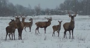 18. mail toimub hirvepopulatsiooni majandamise koolitus