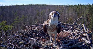 Järvamaal saab kuulata pesakaamerate lugusid