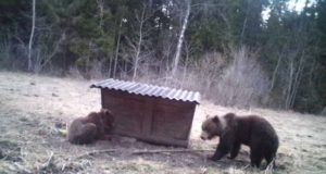 Järvamaal kütiti esimene karu