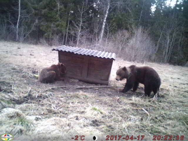 karud söödplatsil- margus vaas