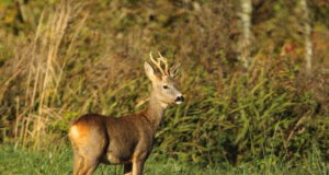 Järvamaal toimub soku pillitamise koolitus