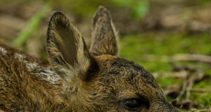 Paides päästeti avariisse sattunud kitsetall