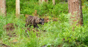Täna toimub marutaudivastane vaktsineerimine Lõuna-Eestis