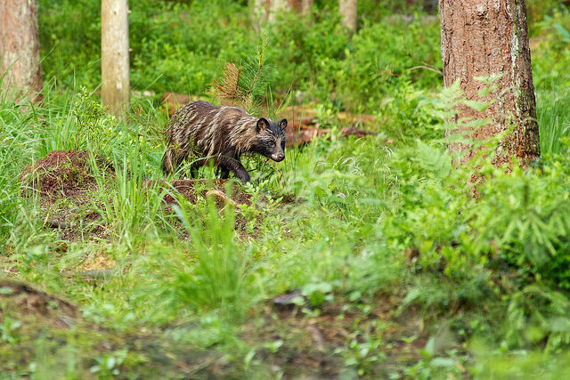 kährik-ott-maasikas-flickr