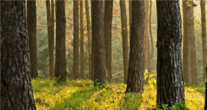 Keskkonnakomisjon toetas täieliku raierahu kehtestamist loomade sigimisperioodil