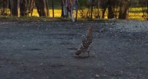 VIDEO! Metsisekana tuli asulasse uudistama