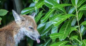 Marutaud püsib Eestis samas seisus