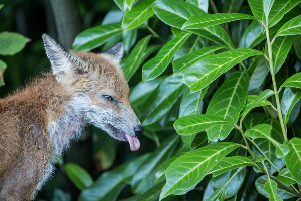 rebane näitab keelt-flickr