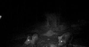 Kuidas metsanotsul läheb?