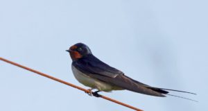 Lindude pesitsusperiood on täies hoos