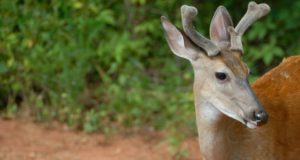 Mineraalinäljas hirv leidis abi inimjäänustest