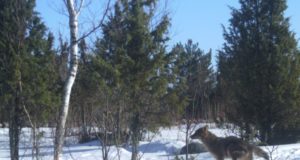 PRESSITEADE. Šaakali arvukust tuleb paremini reguleerida