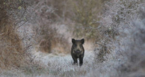 Seakatk on vallutanud pea kogu Eesti