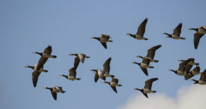 Kevadrändel peatuvad lagled on sunnitud toitu otsima Põhja-Eestist