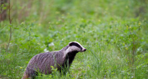 VIDEO: kas mägrapägarikud?