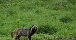 Euroopa liidus täiendatakse võõrliikide nimekirja