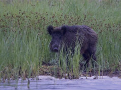 Kütiti üks SAK antikehaga metssiga