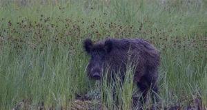 Kütiti üks SAK antikehaga metssiga