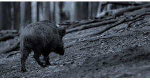 Riias toimub sigade Aafrika katku arutelu