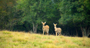 EJS-i eelinfo 26.06-02.07